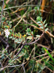 Pimelea oreophila