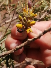 Murgantia histrionica
