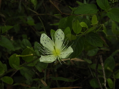 Capparis sepiaria