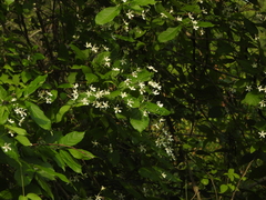 Wrightia tinctoria