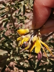 Murgantia histrionica