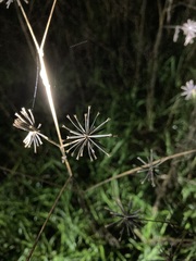 Bidens subalternans