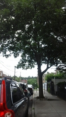 Fraxinus pennsylvanica