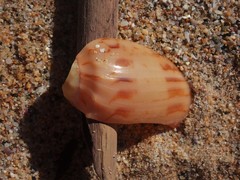 Amoria hunteri