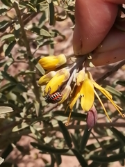 Murgantia histrionica