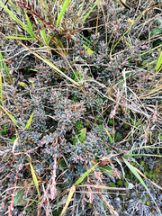 Acrothamnus colensoi