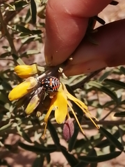 Murgantia histrionica