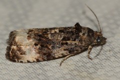 Endothenia oblongana