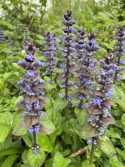Ajuga reptans