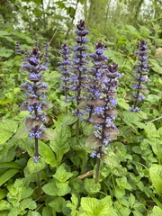 Ajuga reptans
