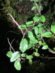 Vincetoxicum barbatum