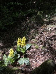 Calanthe sieboldii
