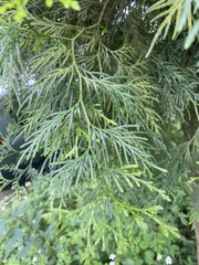 Calocedrus formosana