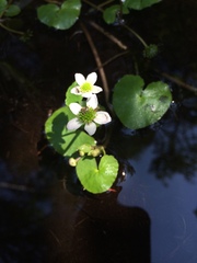 Caltha natans