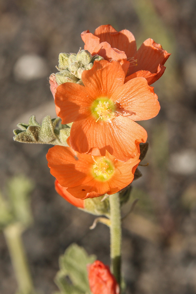 Munro's globemallow (SPMU2) (OCTC Flora Guide) · iNaturalist