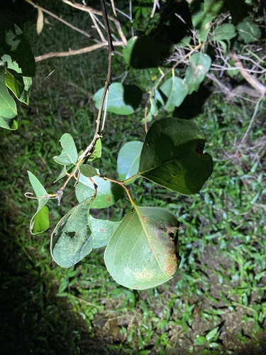 Image of Eucalyptus amplifolia by (c) Thomas Mesaglio, some rights reserved (CC BY)