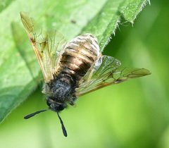 Abia lonicerae