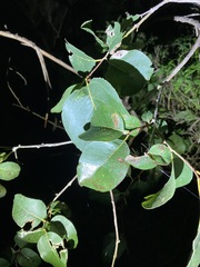 Eucalyptus amplifolia