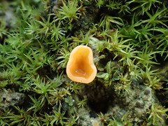 Pulvinula archeri