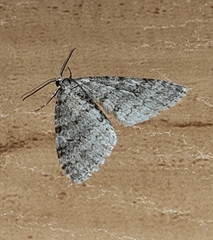 Trichopteryx polycommata