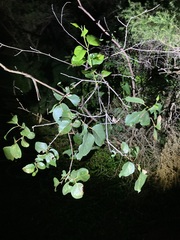Eucalyptus amplifolia