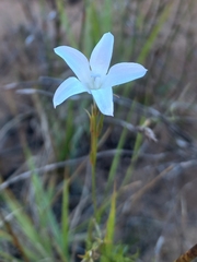 Prismatocarpus campanuloides