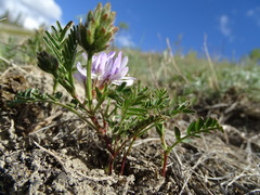 Astragalus agrestis