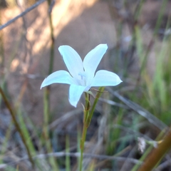 Prismatocarpus campanuloides