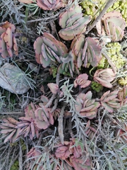 Kalanchoe laxiflora