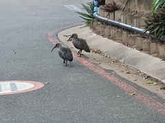 Bostrychia hagedash hagedash