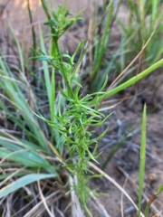 Prismatocarpus campanuloides