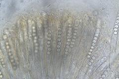 Pulvinula archeri