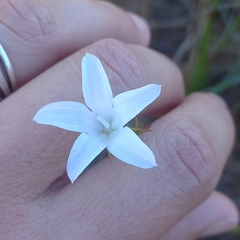 Prismatocarpus campanuloides