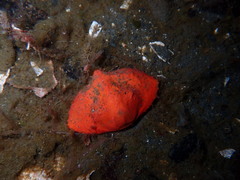 Cryptolithodes typicus