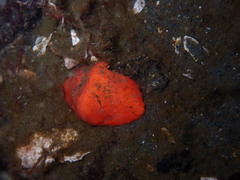 Cryptolithodes typicus