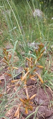Asphodeline brevicaulis