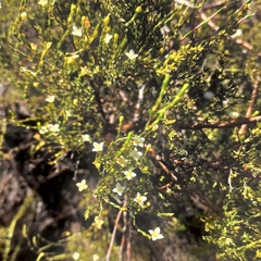 Lachnaea axillaris