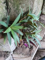 Tradescantia spathacea
