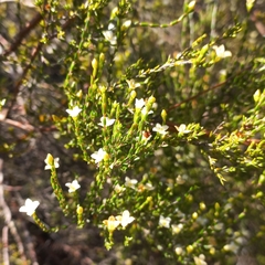 Lachnaea axillaris