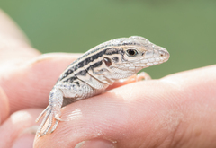 Aspidoscelis neotesselatus