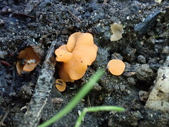 Pulvinula archeri
