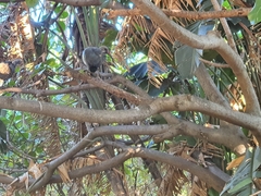 Bostrychia hagedash hagedash