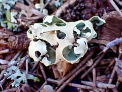 Xanthoparmelia semiviridis