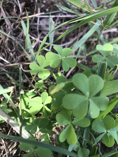 photo of Slender Yellow Woodsorrel (Oxalis dillenii)