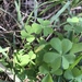 photo of Slender Yellow Woodsorrel (Oxalis dillenii)