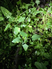 Chenopodium trigonon
