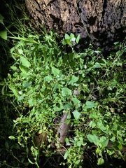 Chenopodium trigonon