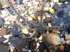 Ophiocoma scolopendrina