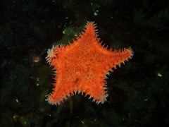 Hippasteria phrygiana