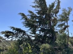 Cupressus stephensonii